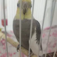 عروس هلندی نر بالغ