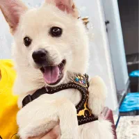 سگ پامر روباهی باهوش با لوازم