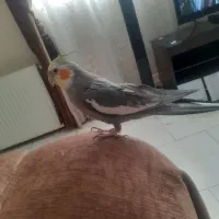 عروس هلندی نر سخنگو