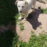 یک پا کوتاه 8 نیم ماهه