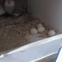 جفت عروس هلندی