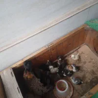 مرغ کاکولی با ۱۳ تا جوجه|حیوانات مزرعه|اطاقور, |دیوار