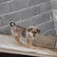 واگذاری چهارعدد توله سگ ماده