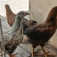 مرغ و خروس