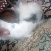 خرگوش لوپ