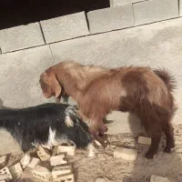 بز و میش و بره|حیوانات مزرعه|یزد, |دیوار