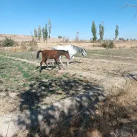 اسب مادیان کورشم مادیانه|اسب و تجهیزات اسبسواری|کبودرآهنگ, |دیوار