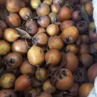 کندوس