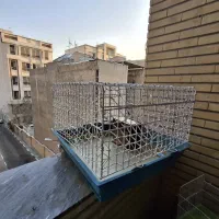 قفس|لوازم جانبی حیوانات|تهران, سازمان آب|دیوار