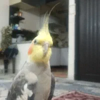 عروس هلندی نر سیامون