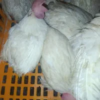 مرغ سفید مادر تخم گذار