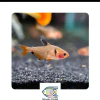 ماهی زینتی|ماهی|سبزوار, پیام|دیوار