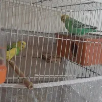 مرغ عشق جفت سالم و سرحال