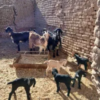 فروش بز زاییده