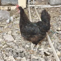 دو عدد مرغ در حمیدیه|حیوانات مزرعه|حمیدیه, |دیوار