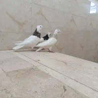 سه تا طوقی قاب ماده زاغ آبادانی عطقیه|پرنده|خمینی‌شهر, |دیوار