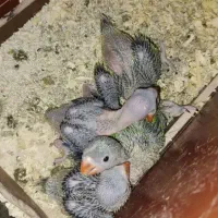 جوجه سریلاکی ملنگو