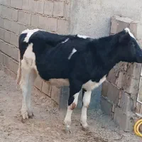 گوساله جوانه تلیسه تخک گاو|حیوانات مزرعه|نیشابور, شهید بهشتی|دیوار