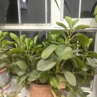 گل طبیعی عنکبوتی