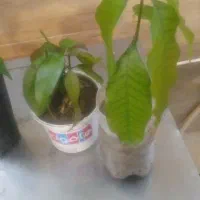 16 اصله نهال انبه|گل و گیاه طبیعی|جیرفت, |دیوار