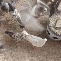 کبوتران غریب|پرنده|ابهر, |دیوار