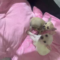 شیواوا اصیل ۲ماهه