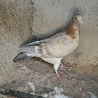 سلام همرنگ ختی نره