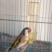 سهره نر متولد قفس