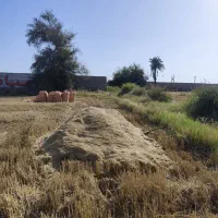 کاه تمیز برای فروش