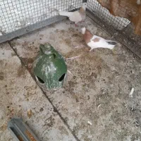 کبوترطوقی جفت