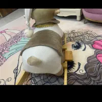 راکر خرسی نونو فقط ۸۰۰|اسباببازی|پاکدشت, پاکدشت (مامازند)|دیوار