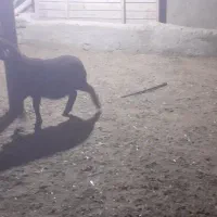 بره نر و ماده