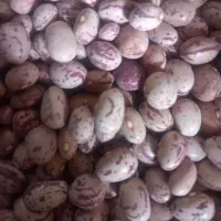 لوبیا چیتی دست چین درجه یک