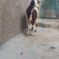 بز پاکستانی اصل