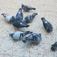 کبوتر پلاکی