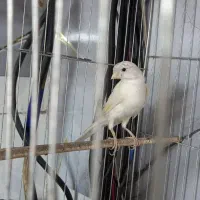 قناری سفید|پرنده|قم, زند آباد|دیوار