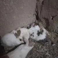 خرگوش  دستی خونگی آروم دوس داشتنی