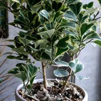 گل فیکوس همراه با گلدان سرامیکی