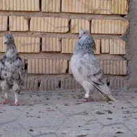 ذات شهری ،دم سفید و سرک|پرنده|شیراز, ارم|دیوار