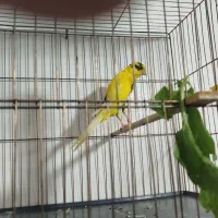 ی عدد قناری رسمی بلند نر درجه یک