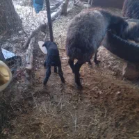 میش با بره|حیوانات مزرعه|کوهسار (البرز), |دیوار