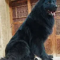 ژرمن بلک شولاین و ورک لانگ کینگ