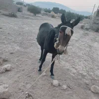 قاطر نرک 5سن ویه ماچه 3نیم ساله