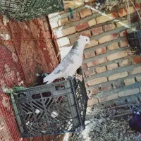 طوقی نصل دار