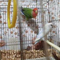 پرنده طوطی برزیلی