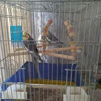 فروش عروس هلندی سخنگو