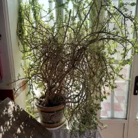 گلدان بسیار بزرگ فروشی|گل و گیاه طبیعی|کرمان, |دیوار