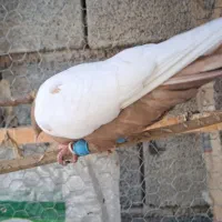 فروش کبوتر سینه زرد|پرنده|شیراز, ارم|دیوار