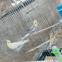 دوتا عروس هلندی جهت معاوضه