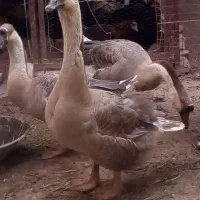 استرالوپ گلین ،سمانی سوماترا یوکاهاما بلک ،قوغاز|حیوانات مزرعه|تهران, مشیریه|دیوار